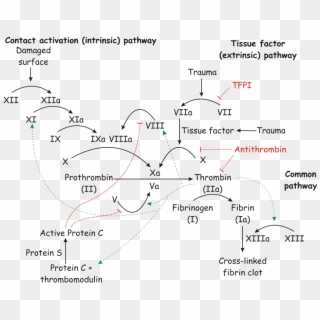 Blood Coagulation - Coagulation Cascade Heparin Warfarin Clipart