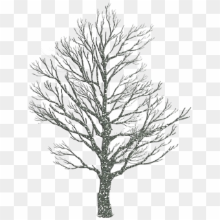 How To Draw Winter Trees - Transparent Tree Silhouette Oak Clipart