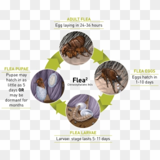 Within 24 Hours Of Its First Blood Meal, A Flea Can - Pine Clipart