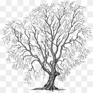 Winter Tree Clipart - Trees In Autumn Png Transparent Png