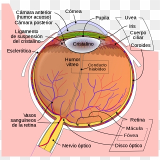 Schematic Diagram Of Eye Clipart