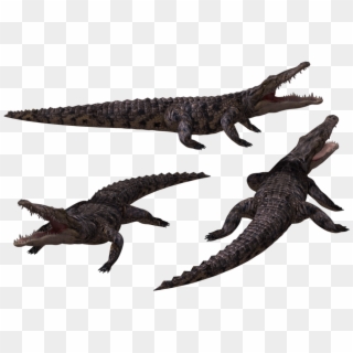 Crocodile Free Png Transparent Background Images Free - Crocodile 3d Png Clipart