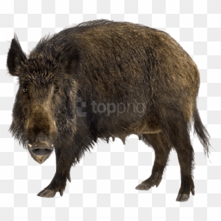 Free Png Download Boar Png Images Background Png Images - Wild Boar Clipart
