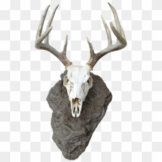 Deer Skulls, Animal Skulls, Skull And Bones, Personality, - Deer Skull Mount Clipart