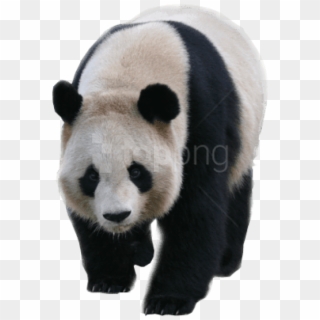 Free Png Download Walking Panda Png Images Background - Panda Transparent Background Clipart