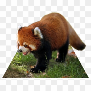 Red Panda Png - Red Panda High Resolution Clipart