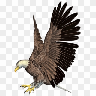 Transparent Eagle Clip Art - Eagle Png