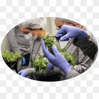 Cannabis Processing Associate - Medical Glove Clipart