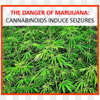 Marijuana Is The Most Commonly Abused Drug In The World, - Cannabinoids Clipart
