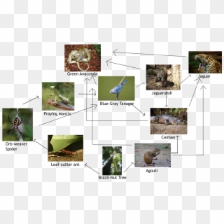 Food Web Of The Amazon Rainforest - Goliath Bird Eating Spider Food Web Clipart