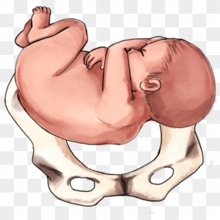 Transverse Baby - Baby's Position In Womb At 6 Months Clipart