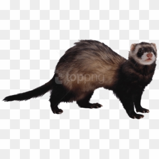 Free Png Ferret Png Images Transparent - Scientific Name For A Ferret Clipart