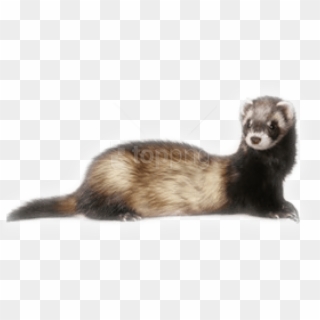 Free Png Images - Ferret Png Clipart