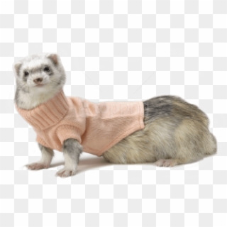 Free Png Images - Cute Ferrets In Clothes Clipart