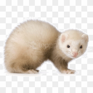 Free Png Images - Ferret White Clipart