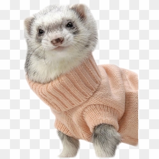 W - Cute Ferrets In Sweaters Clipart