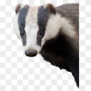 Badger With No Background Clipart