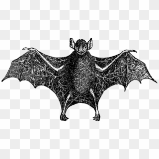 For Use On Greeting Cards, Party Inivitations, Or Party - Vampire Bat Clipart