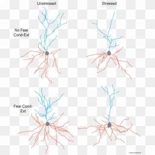 This Figure Illustrates The Separate And Combined Effects - Twig Clipart