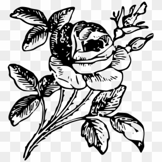 Big Image - Rose Draw Png Clipart