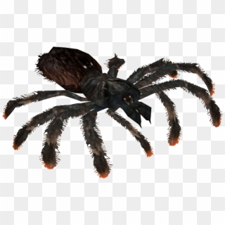 Typhochlaena , Png Download - Tarantula Clipart