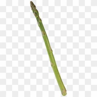 Single Asparagus - Bamboo Clipart