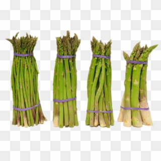 Search For -  -  - Asparagus Clipart