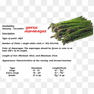 Contact - - Asparagus Clipart
