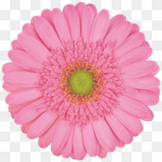 High Resolution Image, Download File - Flower Pink Daisy Clipart