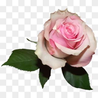 Soft Transparent Rose Png Picture - Soft Pink Flower Png Clipart