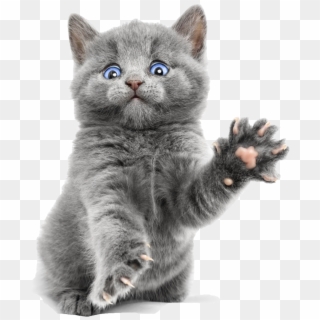 Blue Cute Kitty Ragdoll Bengal Burmese Kitten Clipart - Russian Blue Ragdoll Kittens - Png Download