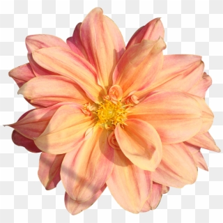 Flowers - Free Flower Png Clipart
