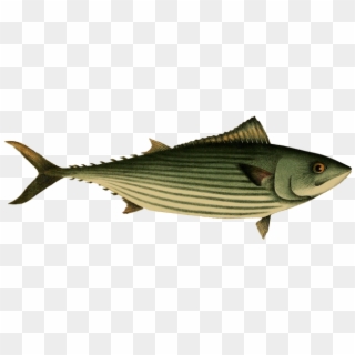 Australian Bonito Fish - Striper Bass Clipart