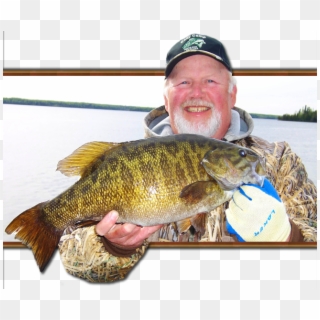 Smallmouth Bass Are Not The Dominant Species In The - Bass Fish Ontario Clipart