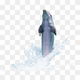 Download Png Image Report - Dolphin Psd Clipart