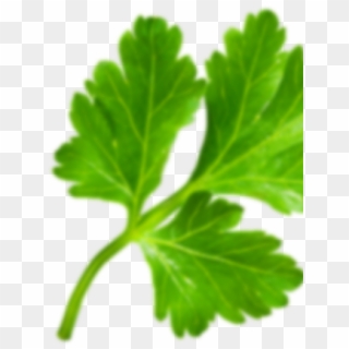 Parsley Clipart