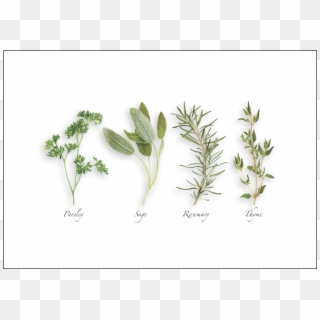 Parsley - Parsley Sage Rosemary And Thyme Drawing Clipart