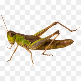 Grasshopper Png Clipart