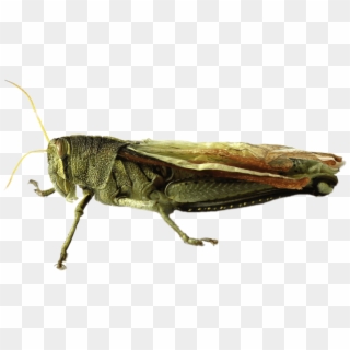 Grasshopper - Gafanhoto Png Clipart
