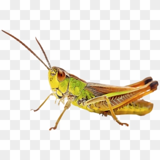 Grasshoppers - Insetos Clipart