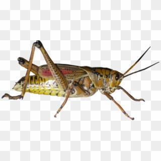 Grasshopper Png Picture - Dorsal And Ventral Of Insect Clipart