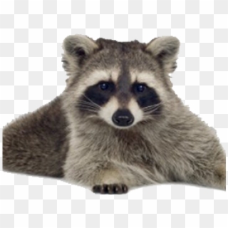 Raccoon Clipart