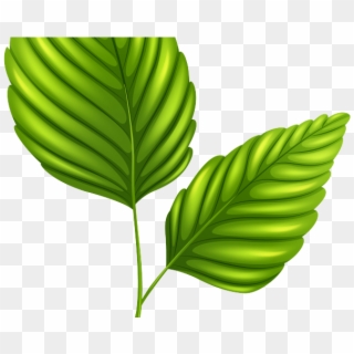 Green Leaves Clipart Outline - Clip Art - Png Download