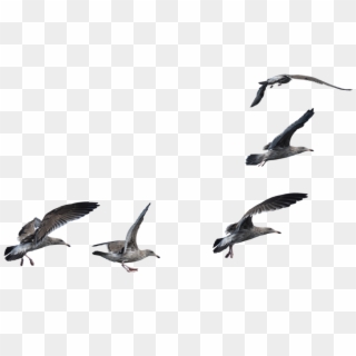 Seagulls Flying Transparent , Png Download - Flock Of Seagulls Png Clipart