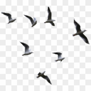 Seagulls Sticker - Transparent Birds Flying Png Clipart
