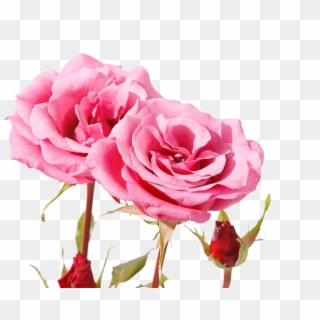 Beautiful Pink Roses - Beautiful Pinkrose Flowers Clipart