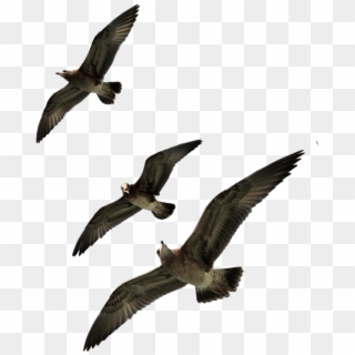 Seagulls-flying - Seabird Clipart