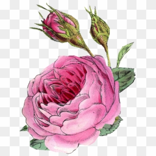 Vintage Rose Scrap Vintage Floral, Vintage Flowers, - Persian Buttercup Clipart
