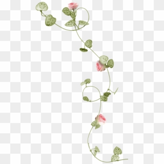 Flower Png - Rose Vine Png Clipart