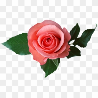 Pink Rose - Transparent Background Roses Transparent Clipart